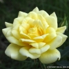 Yellow Doll